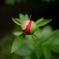 赤の蕾