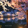 夜桜