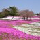 芝桜と桜