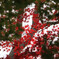 紅と緑