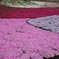 羊山公園の芝桜
