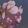 桜色