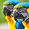 ルリコンゴウインコ　ポートレート