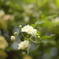 薔薇
