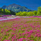 秩父　芝桜