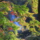 ちょっとだけ紅葉