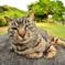 ねこ