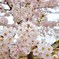 photo_3387058