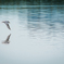 Little Tern