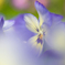小さき花
