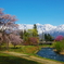 大出の桜