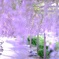 フジの花