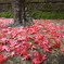 雨の平林寺