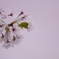 桜の背景