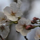 桜２