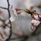 桜３