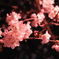 夜桜１