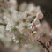 夜桜３