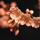夜桜６