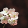 夜桜７