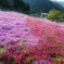 國田家の芝桜