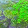 もみじ