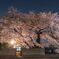 50年桜