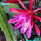 サボテンの花。