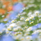 一輪の花