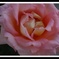 薔薇