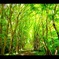 河内藤園　楓
