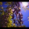 藤の花と太陽と青空