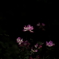 蓮華草
