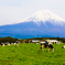 朝霧高原 -丸山牧場