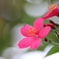 開花