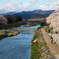 京都　鴨川デルタの桜