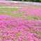 もう少しで満開　芝桜