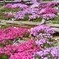 芝桜　