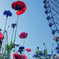 Ferris wheel_001