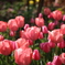 チューリップ