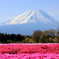 芝桜と世界遺産