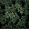 植物実験 #53