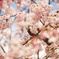 桜の中からこんにちは