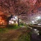 夜桜散歩