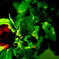 Green 06