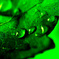 Green 07