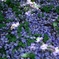 藤の花床