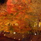 紅葉　河口湖