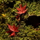 キャンバス上の紅葉