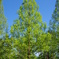 green and blue!